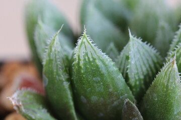 Haworthia 