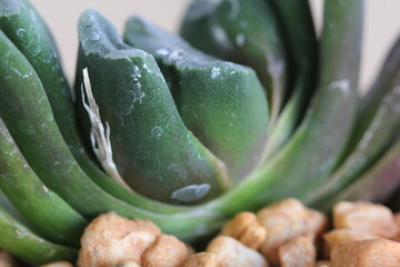 Haworthia truncata