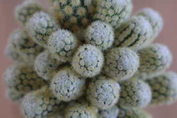 Mammillaria elongata monstruosa