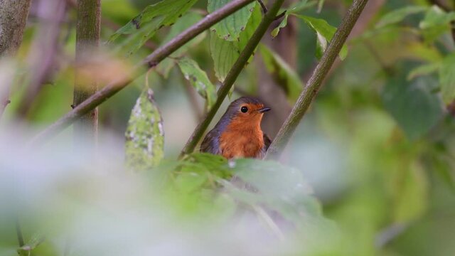 A red robin Erithacus rubecula, sitting on a branch in a tree