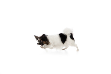 Naklejka na ściany i meble Papillon young dog is flying high. Cute playful brown white doggy or pet playing on white studio background. Concept of motion, action, movement, pets love. Looks delighted, funny. Copyspace for ad.