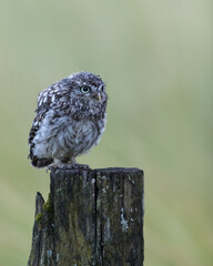 Little Owl (Owlet) recently fledged perched on a post with a green background.  