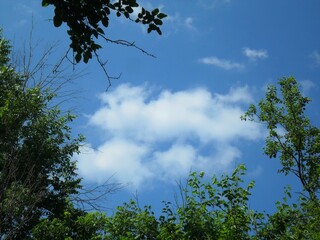 Crowns of trees against the background of the summer blue sky