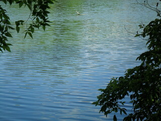 Landscape with a lake and trees
