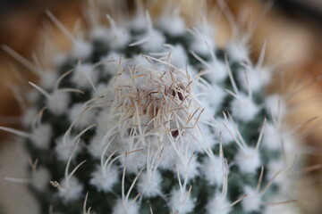 Strombocactus corregidorae