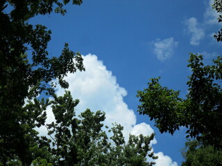Crowns of trees against the background of the summer blue sky
