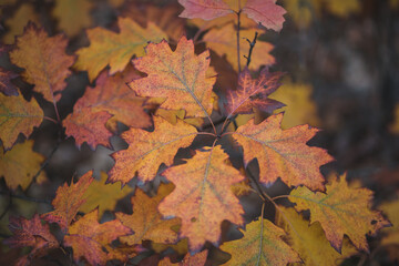 yellow and red autumn leaves background
