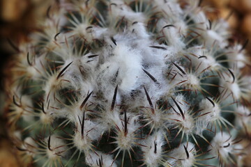Turbinicarpus isabellae