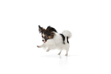 Papillon young dog is playing. Cute playful brown white doggy or pet playing on white studio background. Concept of motion, action, movement, pets love. Looks delighted, funny. Copyspace for ad.