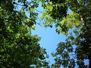 Crowns of trees against the background of the summer blue sky