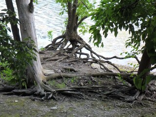 Bare tree roots on the shore of a summer lake