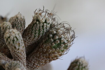 Turbinicarpus schmiedickeanus subsp. minimus