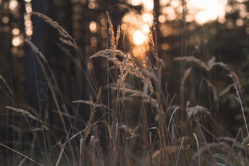 grass in the evening sun in forest