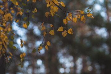 autumn leaves on a tree close up