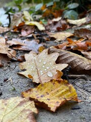 Herbstblatt mit Wassertropfen