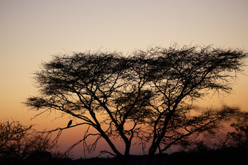 Fototapeta na wymiar Sunset in Namibia, Africa