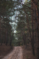 footpath in the pine woods