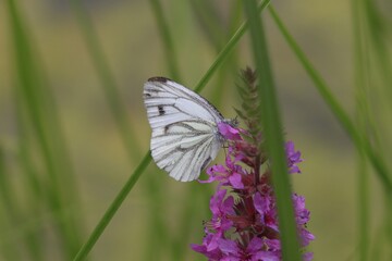 Schmetterling 4