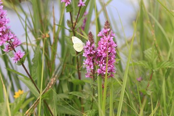 Schmetterling  5