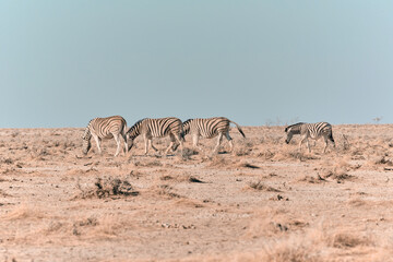 African animal at etosha national park in Namibia, Africa