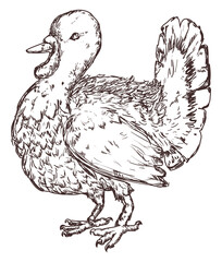 Isolated Domestic Turkey in Hand Drawn Style, Vector Illustration