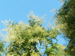 Styphnolobium japonicum | Sophora du Japon ou pagode japonaise, arbre au port majestueux, cime arrondie et rameaux à écorce verte