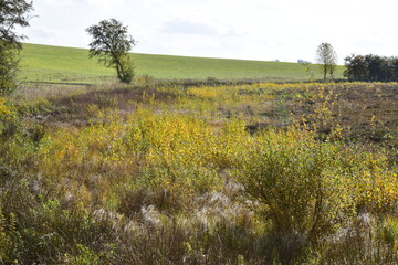 herbstlich buntes Sumpfmaar Strohner Märchen