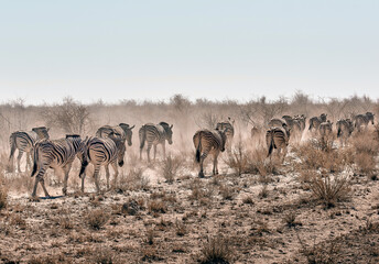 African animal at etosha national park in Namibia, Africa