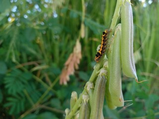 Caterpillar or slug with green plants.