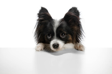 Papillon young dog is playing. Cute playful brown white doggy or pet playing on white studio background. Concept of motion, action, movement, pets love. Looks delighted, funny. Copyspace for ad.