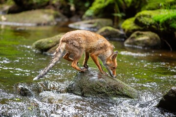 Fuchs auf einem Fels mitten im Bach stehend © Klaus Brauner