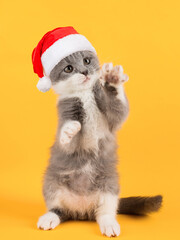 Fototapeta na wymiar Cute gray playful cat in a Santa Claus hat, against a yellow background. Concept postcards for Christmas.