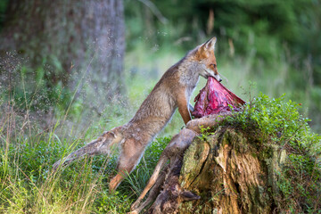Fuchs weidet auf einem Baumstumpf liegendes Wildbret aus