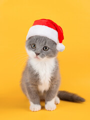 Cute gray playful cat in a Santa Claus hat, against a yellow background. Concept postcards for Christmas.