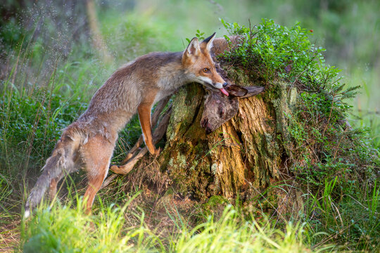 Fuchs weidet auf einem Baumstumpf liegendes Wildbret aus