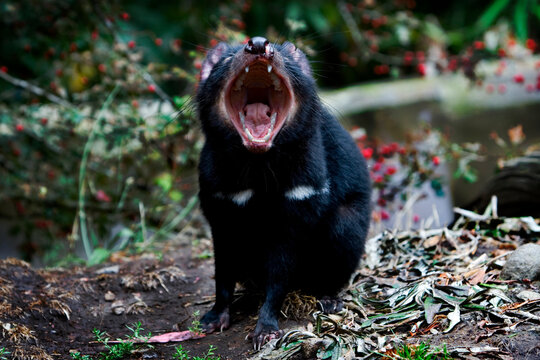 Tasmanian Devil showing its jaw gape