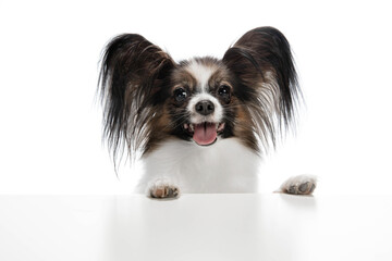 Papillon young dog is playing. Cute playful brown white doggy or pet playing on white studio background. Concept of motion, action, movement, pets love. Looks delighted, funny. Copyspace for ad.