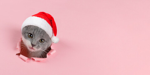 Cute gray playful cat in a Santa Claus hat, on a pink background. Concept postcards for Christmas.