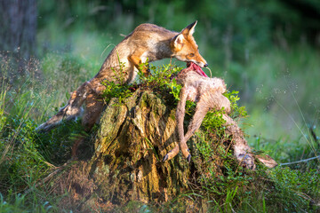 Fuchs weidet auf einem Baumstumpf liegendes Wildbret aus