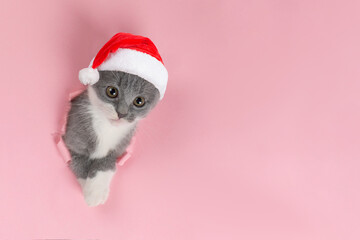 Cute gray playful cat in a Santa Claus hat, on a pink background. Concept postcards for Christmas.
