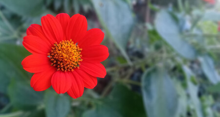 Selective focus of red Mexican sunflower flower isolated on blurred green leaves background.