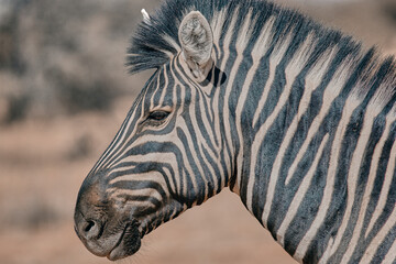 Fototapeta na wymiar African animal at etosha national park in Namibia, Africa