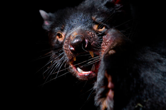 Tasmanian Devils mating frenzy