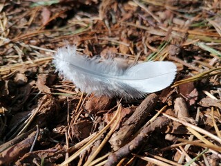 soft white feather in the forest 