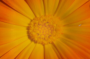 Orange pot marigold or ruddles or common marigold or Scotch marigold (Calendula officinalis) flower close up