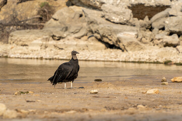 American black catarta on the beach