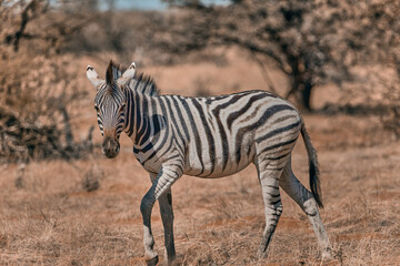 African animal at etosha national park in Namibia, Africa