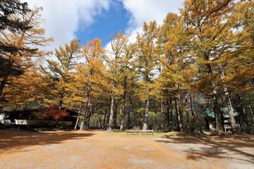 Naklejka premium 上高地の紅葉