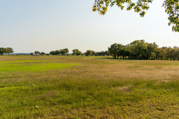 field and trees