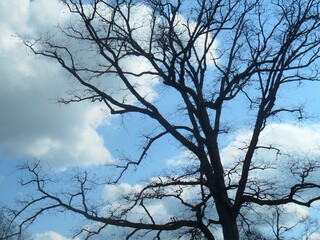 Trees in early spring against the blue sky